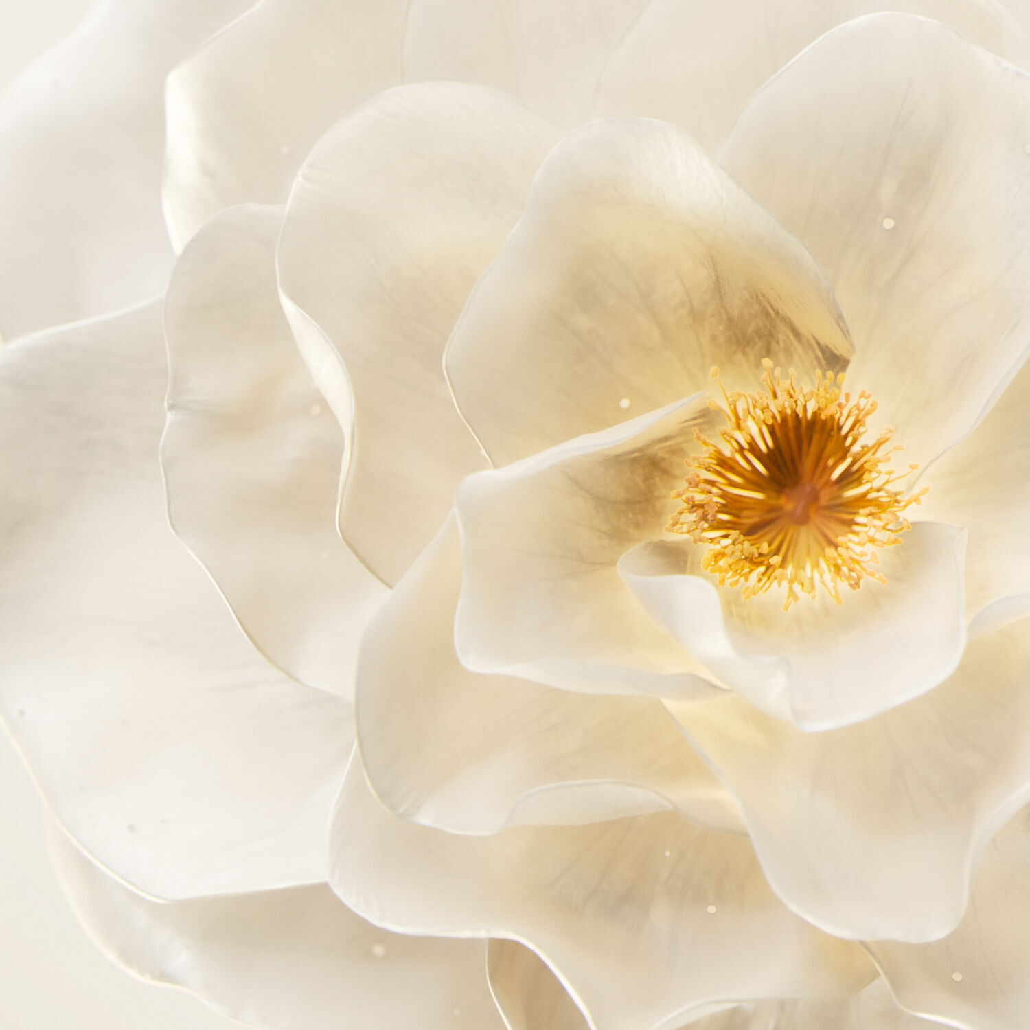 camelia francais