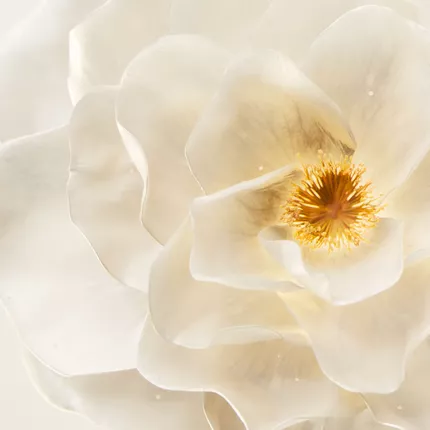 camelia francais