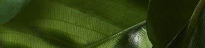 Close-up of green leaves with visible veining and texture.
