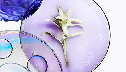 Ein asthetisches Arrangement aus runden, farbigen Glasscheiben in lila und blau mit einer zarten weißen Blume in der Mitte.
