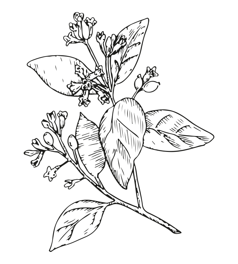 Detailierte Strichzeichnung eines Zweigs mit Blättern und kleinen Blüten, die eine botanische Darstellung zeigt.