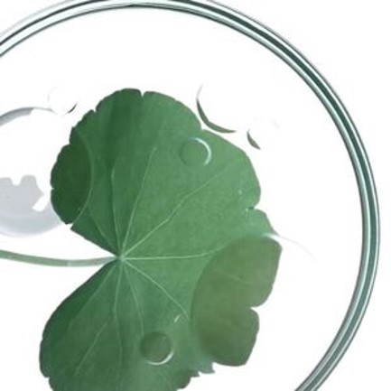 Eine grüne Blattplatte aus einem Blatt in einer Petrischale, umgeben von Tropfen Wasser.