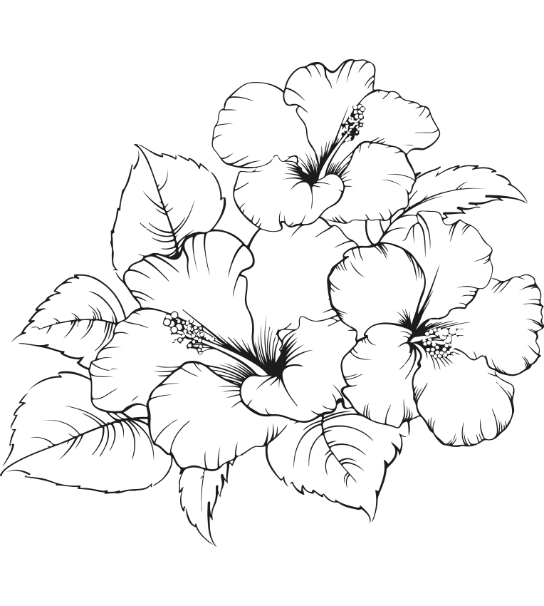 Schwarz-weiß Zeichnung von drei Hibiskusblüten mit Blättern, stilisiert und detailreich.